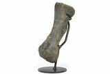 Hadrosaur (Hypacrosaur) Metatarsal (IV) w/ Metal Stand - Montana #265014-1